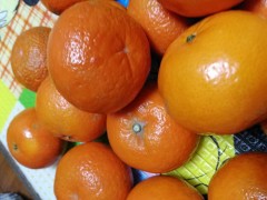 橘子上火吗