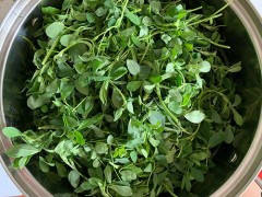 苜蓿怎么吃