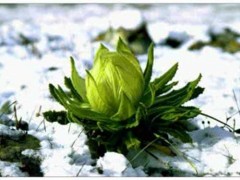 天山雪莲怎么吃