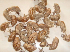 蝉蜕价格