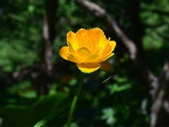 金莲花软胶囊副作用