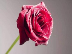 玫瑰花多少钱
