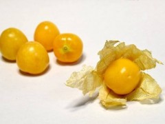 姑娘果的功效与禁忌