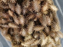 苍耳子治疗鼻炎偏方的用法