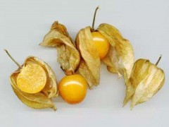 姑鸟果功效