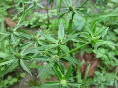 芫荽籽的功效与作用