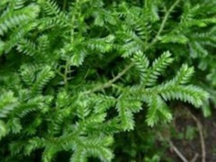 还魂草的功效与作用及禁忌症