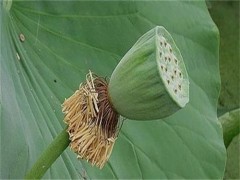 莲蓬的功效与作用禁忌