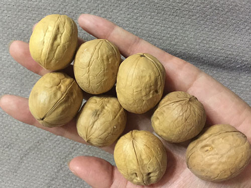 醋泡核桃的功效与作用及食用方???
