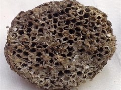 黄蜂窝的药用价值