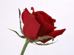 u=1494593560,2493960923&fm=26&gp=0.jpg