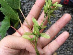 翅果油树的功效与作用