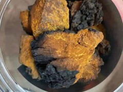 桦树茸的功效及副作用有哪些