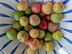 李子吃多了会怎么样