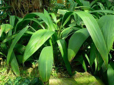 仙茅禁忌与相克 仙茅参多少钱一斤