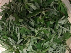 清明菜的作用