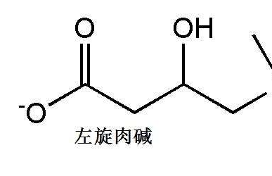 左旋肉碱哪个牌子??? 左旋肉碱