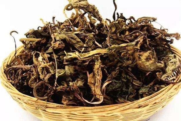 车前草