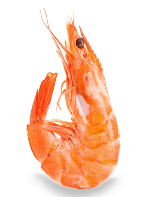 虾
