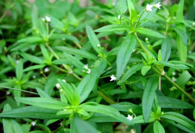 白花蛇舌草