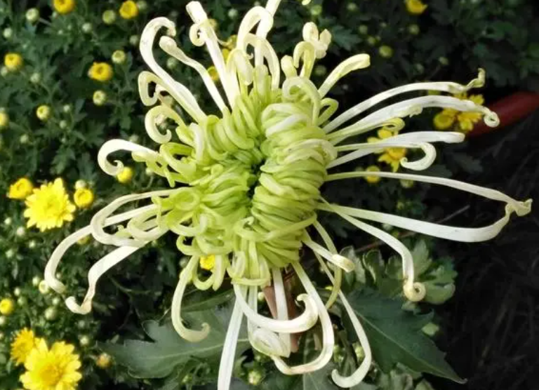 菊花