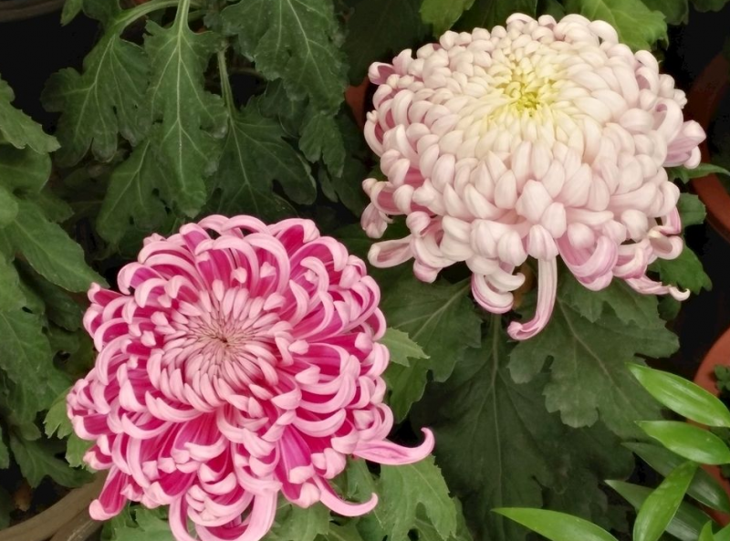 野菊花
