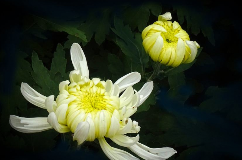 菊花