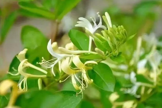 金银花