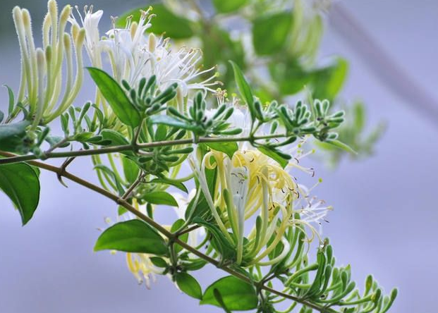 金银花