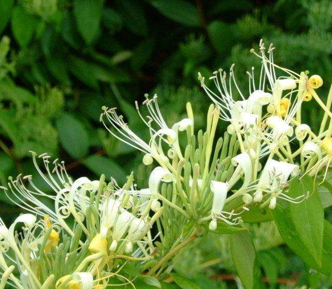 金银花