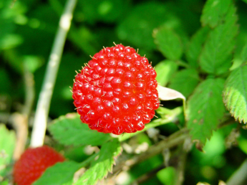 覆盆子茶
