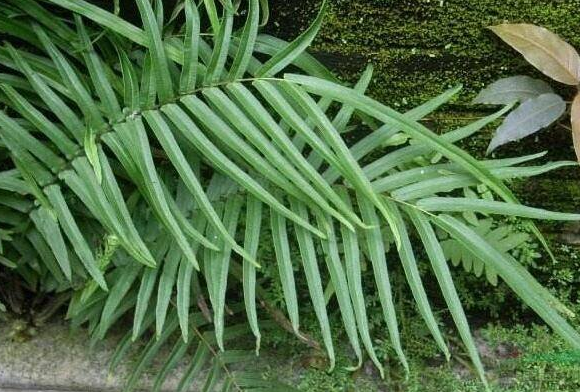 蜈蚣草