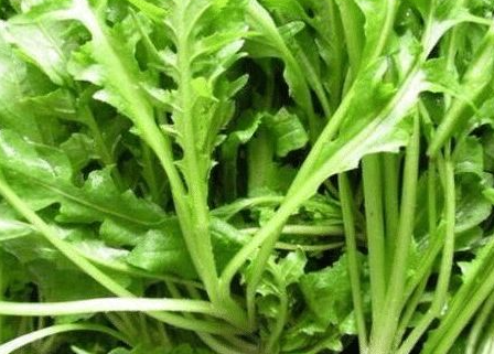 荠菜