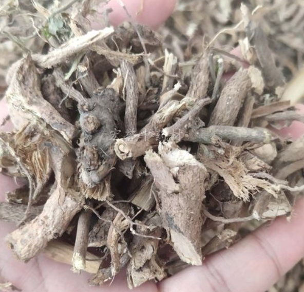 芝麻根