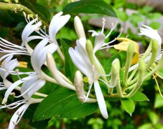 金银花