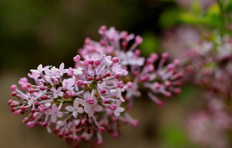 丁香花茶