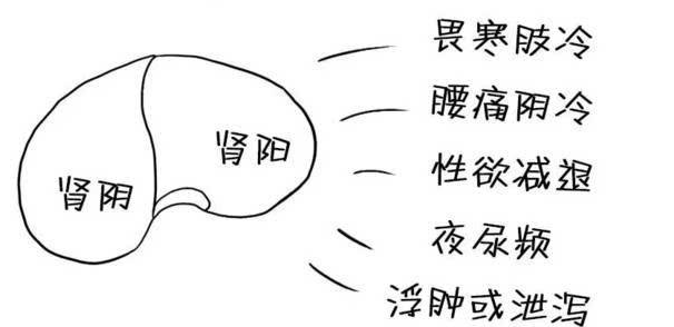 肾阴