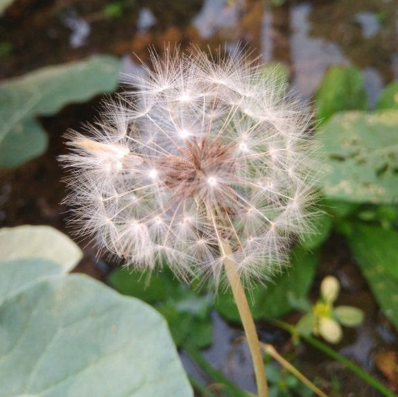 蒲公英