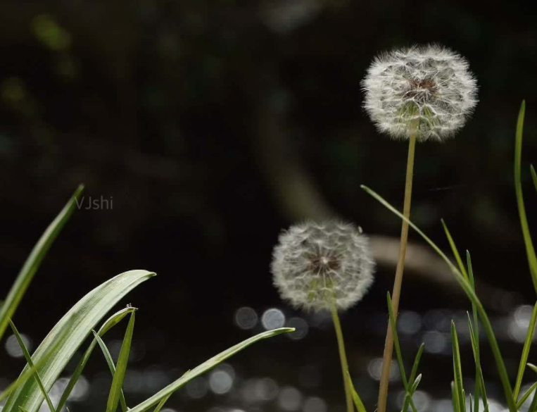 蒲公英