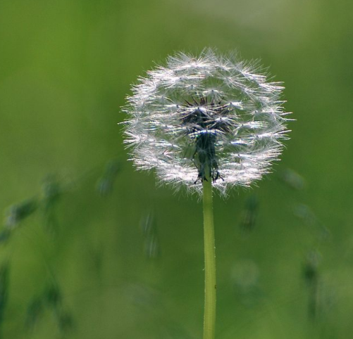 蒲公英根