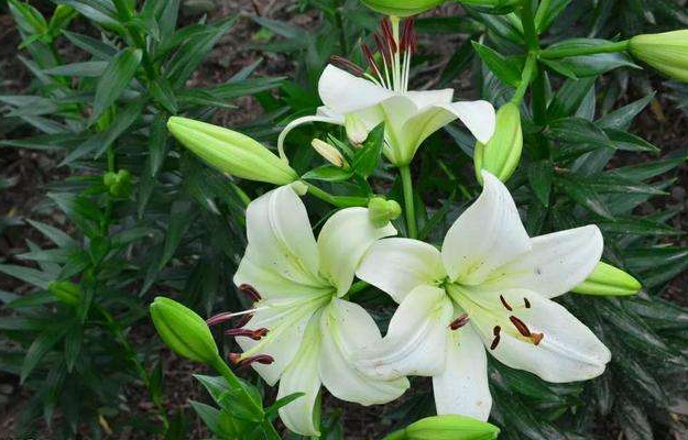 百合花  