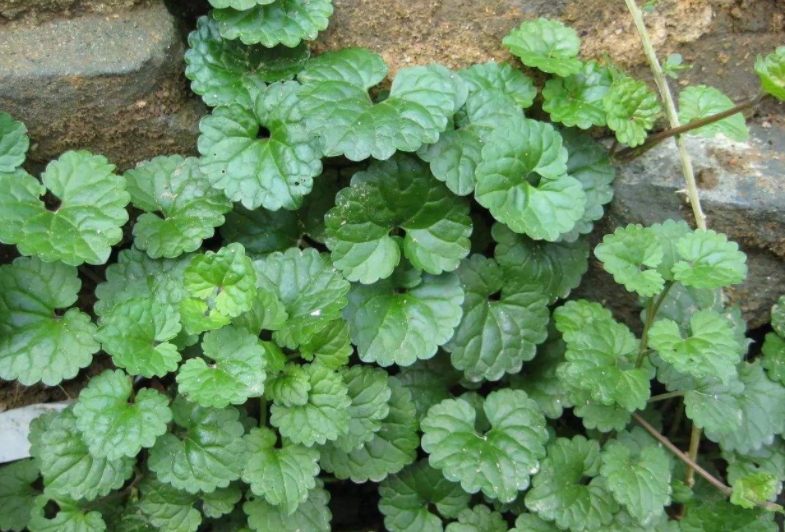 连钱草