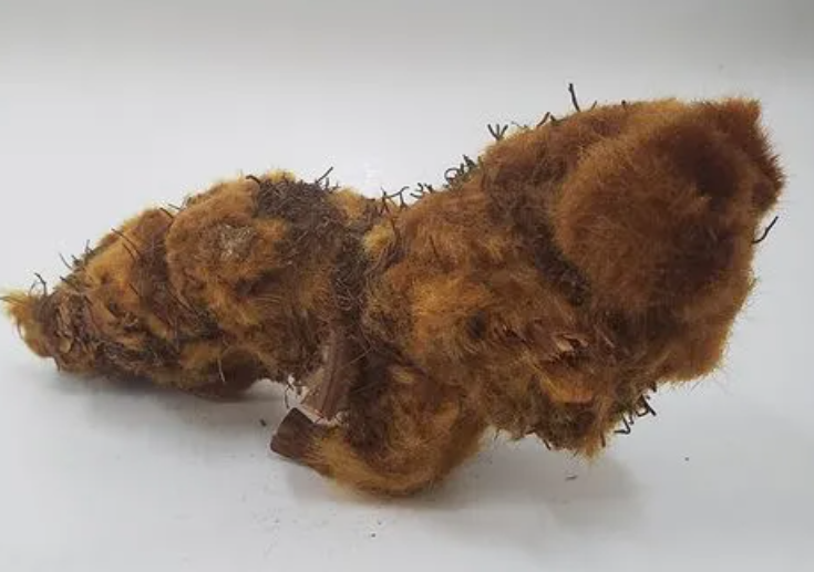 狗脊