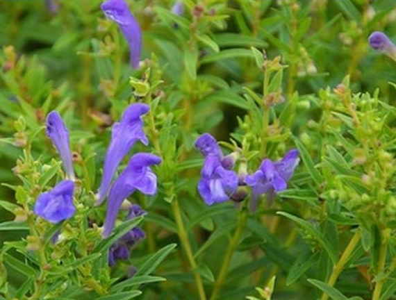 黄芩