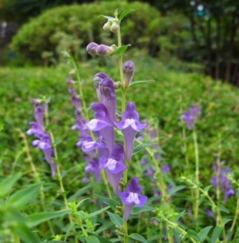 酒黄芩
