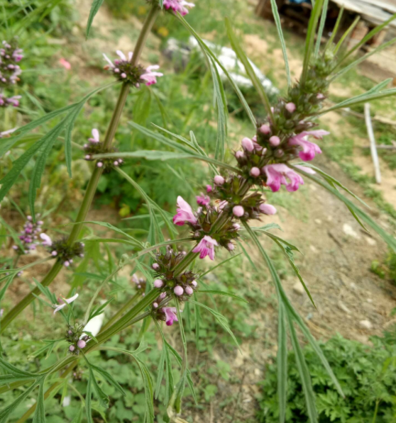 益母草
