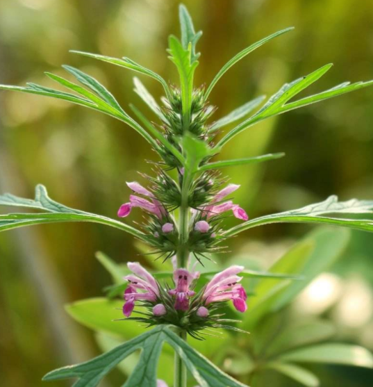 益母草