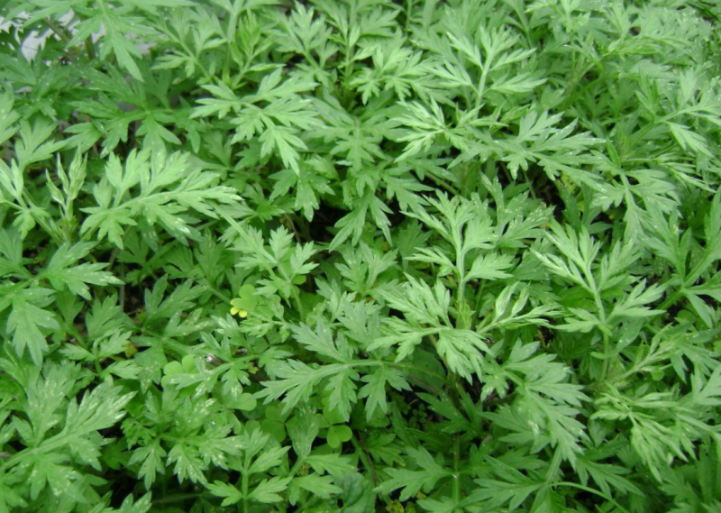 艾草