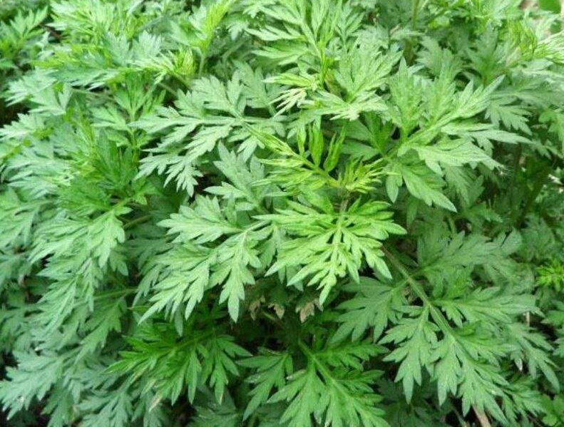 艾草