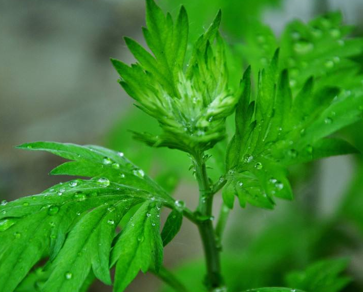 艾草
